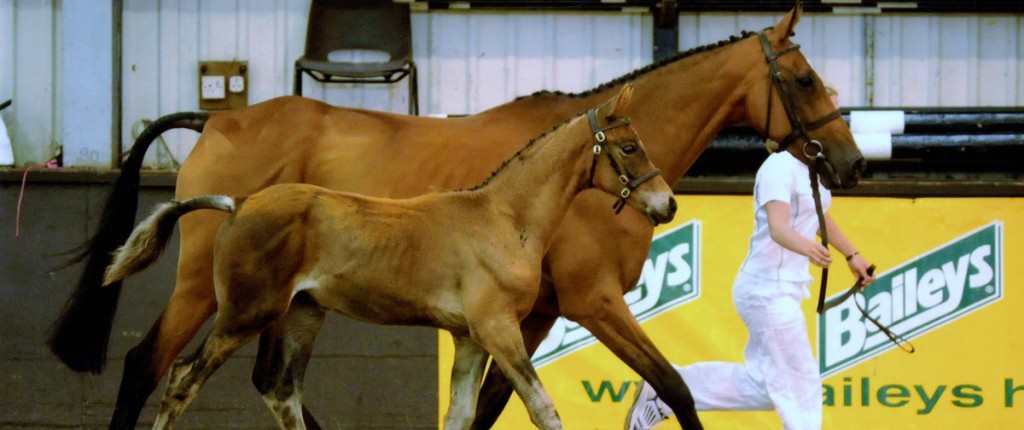 British Futurity Evaluations